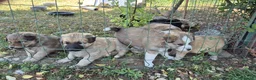 Meticcio cani in regalo: Regalo cuccioli - Annuncio 10