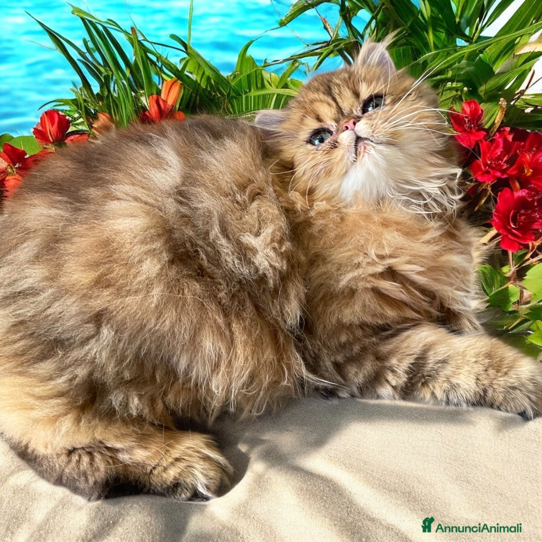 Persiano gatti in vendita: gatta persiana golden shaded di alta genealogia a Città Metropolitana di Bologna - Immagine 1