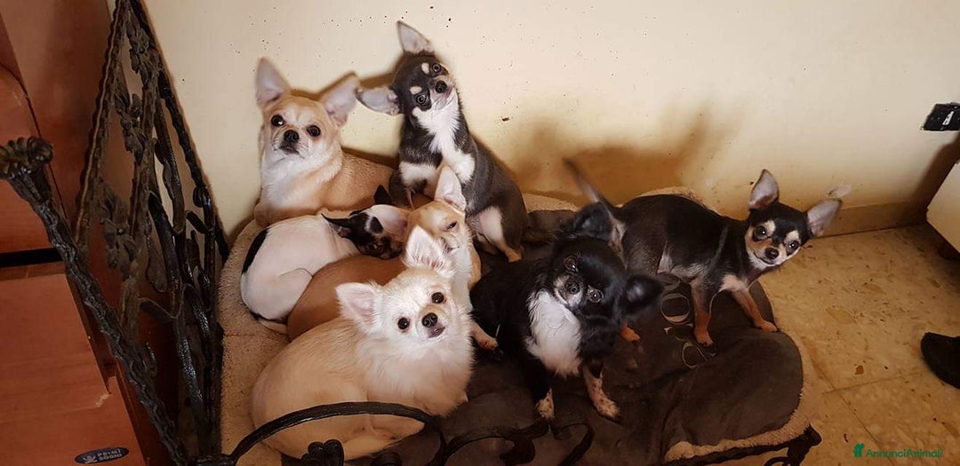 Chihuahua cani in vendita: Cuccioli di chihuahua  a Provincia di Frosinone - Immagine 5