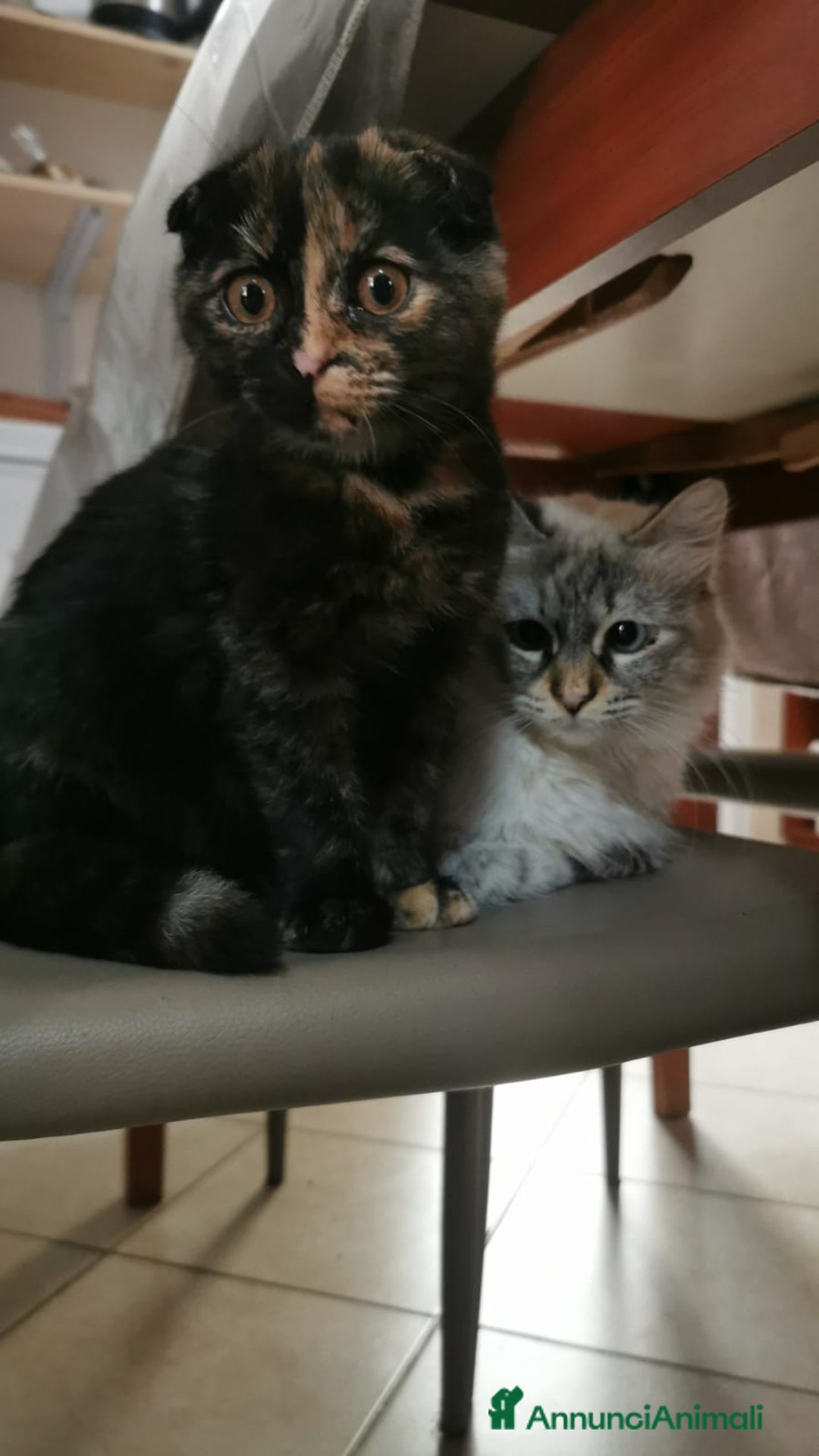 Scottish gatti in vendita: Scottish fold  - Annuncio 4