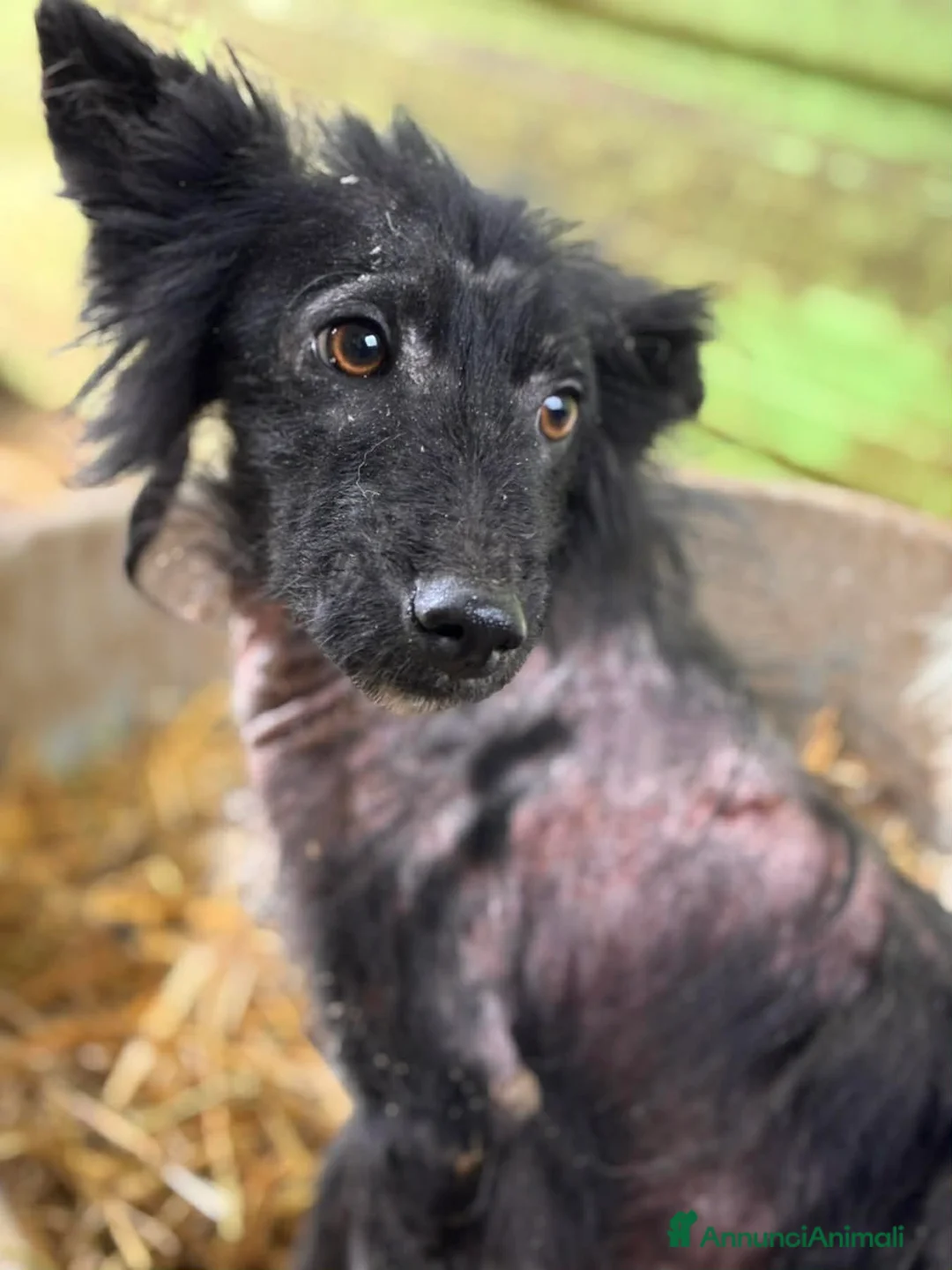 Meticcio cani in regalo: AKAR, cucciolo tenerissimo cerca aiuto! - Annuncio 8