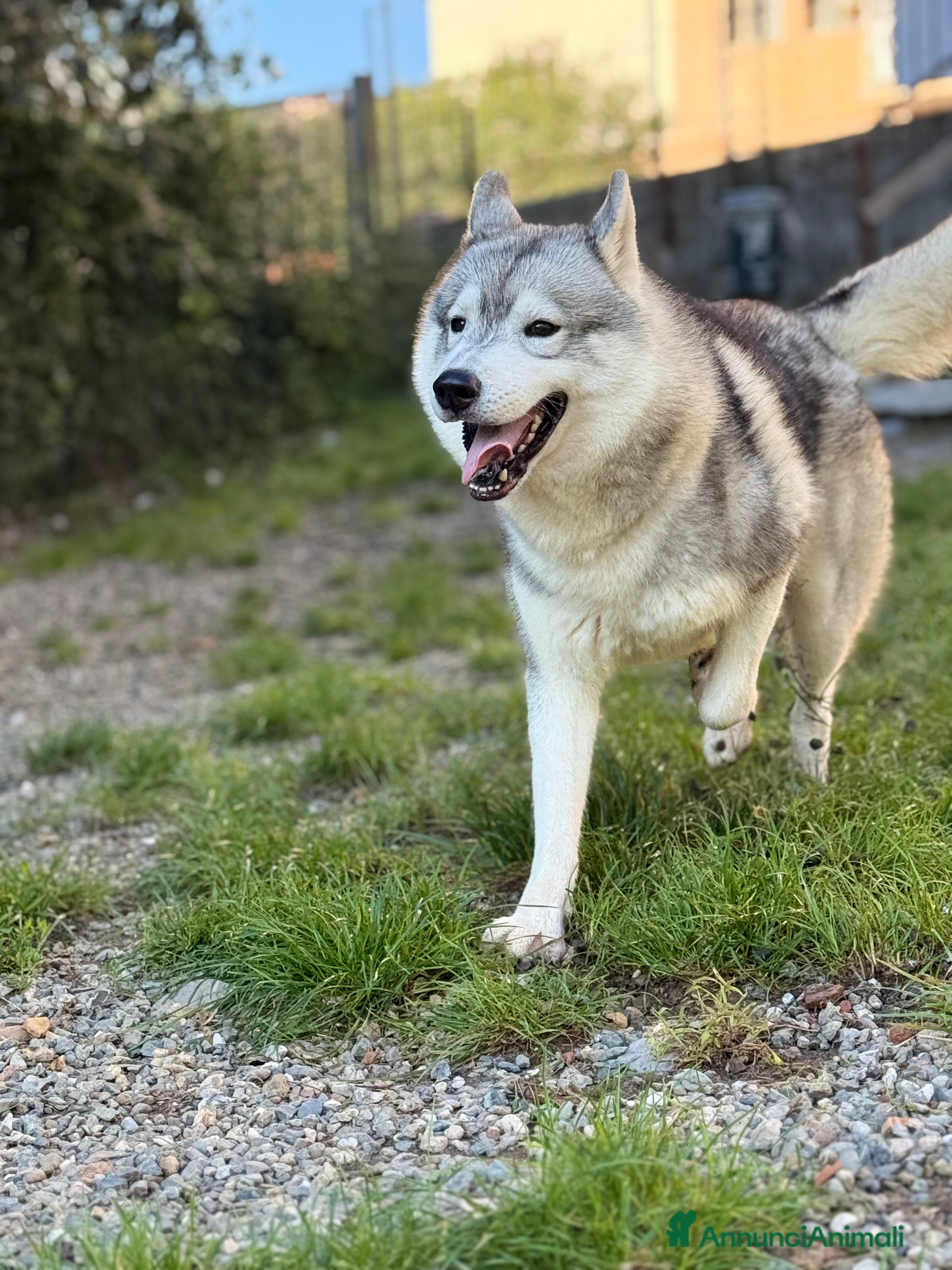 Husky cani Husky Siberiano con pedigree cerca fidanzata - Annuncio 1