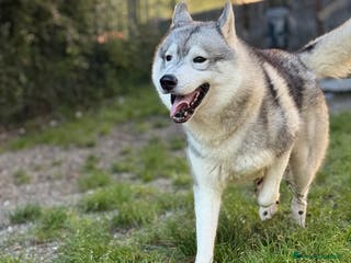 Husky cani Husky Siberiano con pedigree cerca fidanzata - Annuncio 9