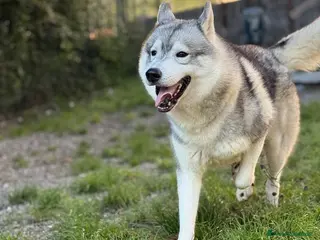 Husky cani Husky Siberiano con pedigree cerca fidanzata - Annuncio 27