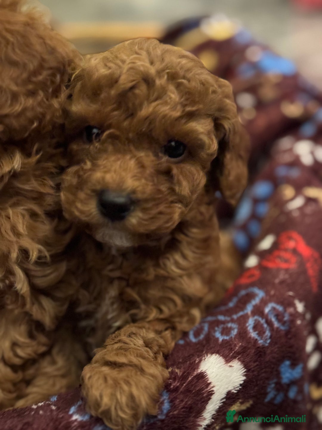 Barboncino cani in vendita: Vendita cuccioli barboncini nani - Annuncio 6