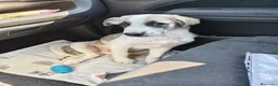 Meticcio cani in regalo: Totò .. guardate questo cucciooo meraviglioso  - Annuncio 3