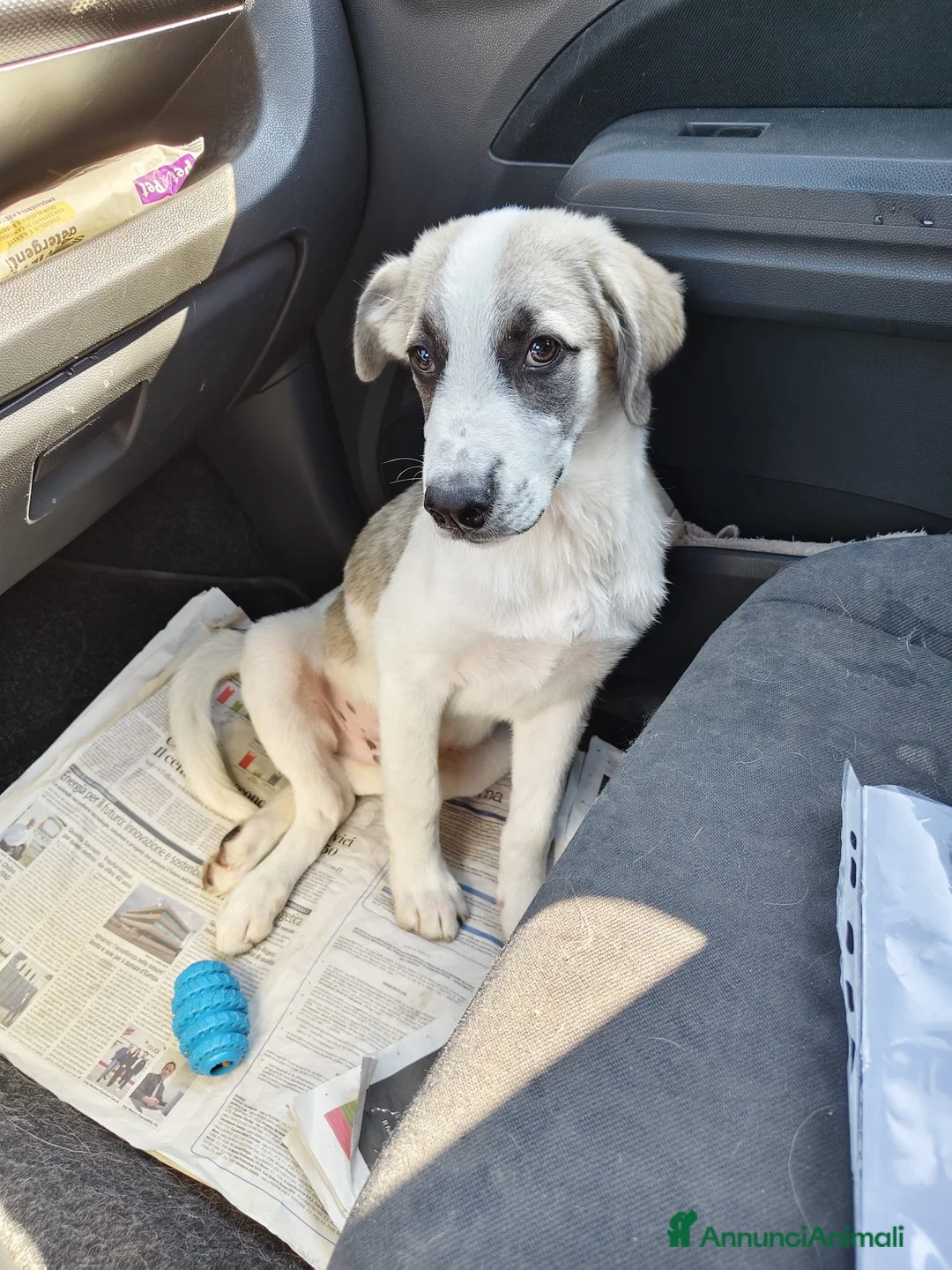 Meticcio cani in regalo: Totò .. guardate questo cucciooo meraviglioso  - Annuncio 3