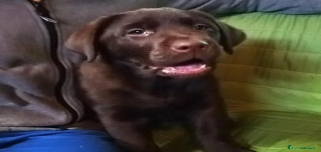 Immagine della galleria {{count}}