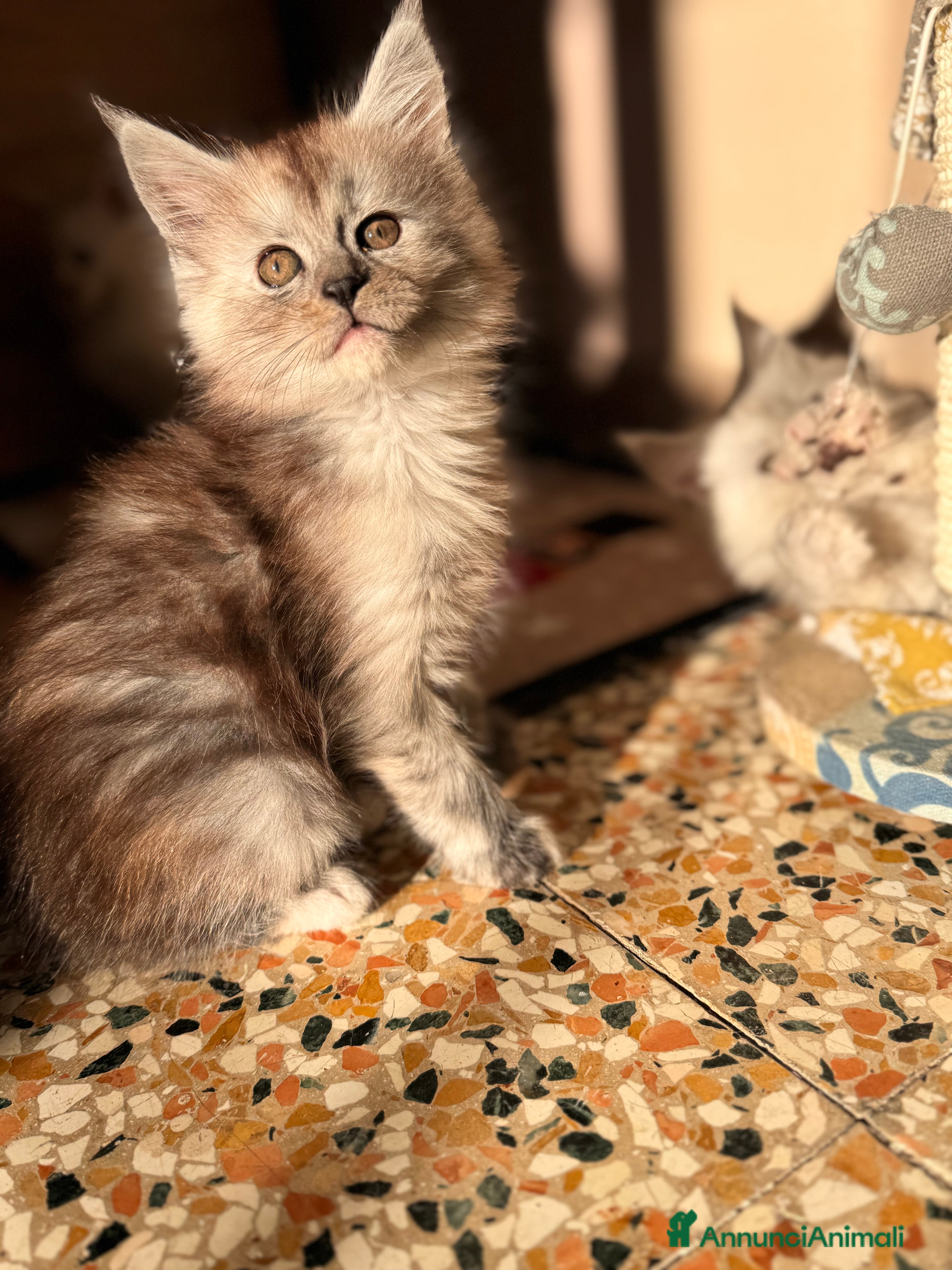 Maine Coon gatti Cucciola di Maine Coon - Ped. AFSI - Annuncio 15