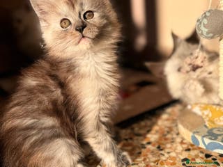 Maine Coon gatti Cucciola di Maine Coon - Ped. AFSI - Annuncio 15
