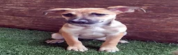 Meticcio cani in regalo: Ofelia doclissima cucciola in adozione a Città Metropolitana di Firenze - Annuncio 3