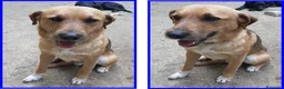 Meticcio cani in regalo: GULLIVER un simpaticone - Annuncio 3