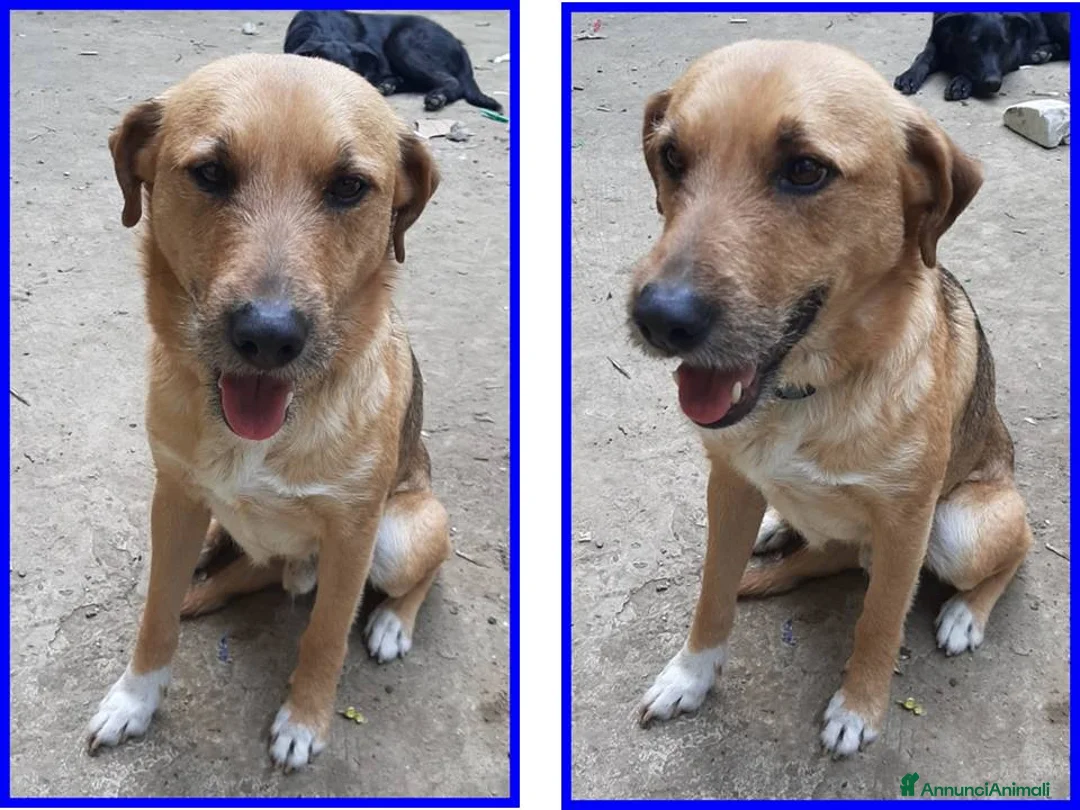 Meticcio cani in regalo: GULLIVER un simpaticone - Annuncio 3