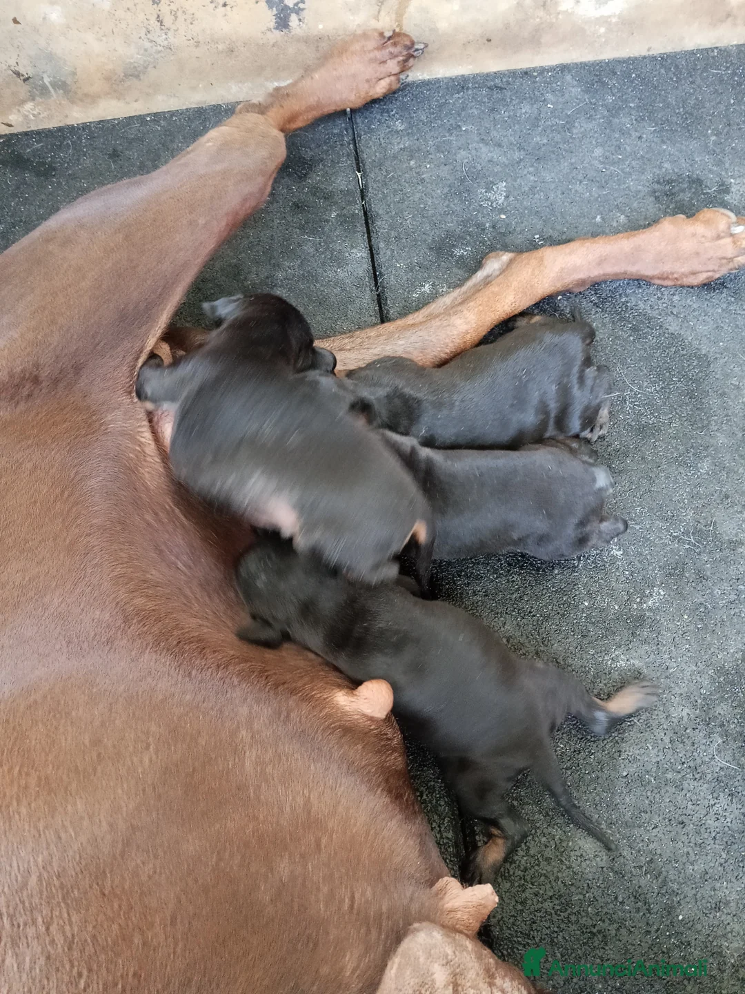 Dobermann cani in vendita: Dobermann cuccioli  a Città metropolitana di Reggio Calabria - Annuncio 2