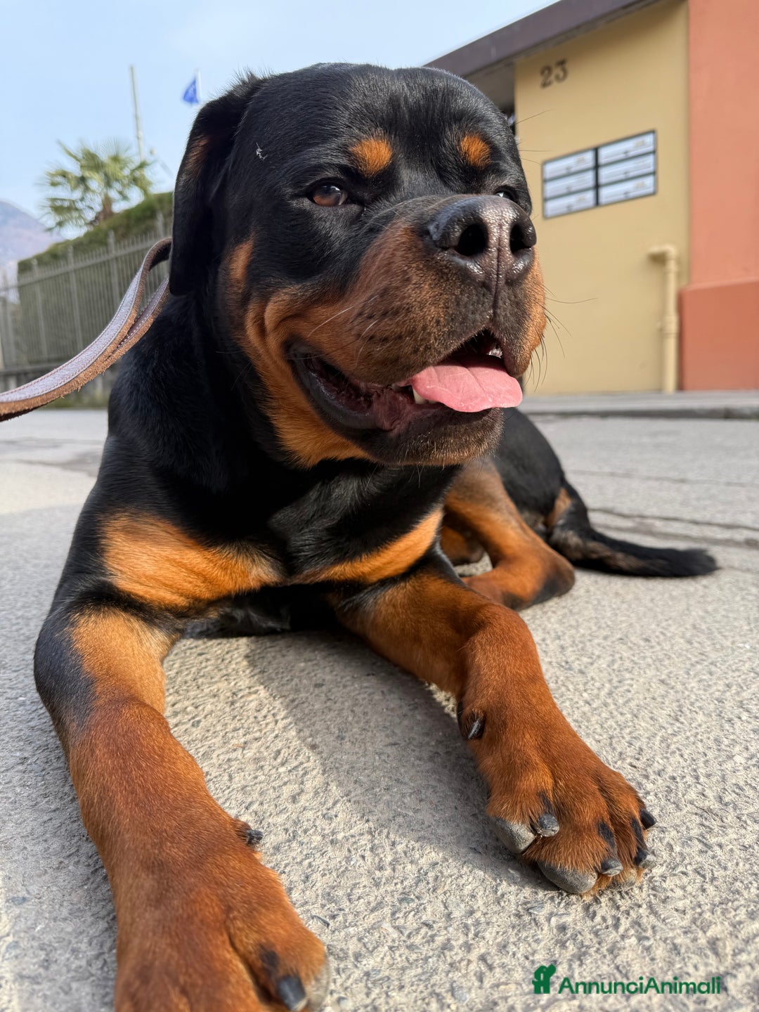 Rottweiler cani in vendita: Cucciolo di Rotweiler, 10 mesi - Annuncio 5