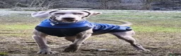 Weimaraner cani in vendita: WEIMARANER splendidi cuccioli  - Annuncio 10