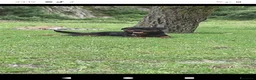 Rottweiler cani in vendita: Cucciola di Rottweiler  - Annuncio 7