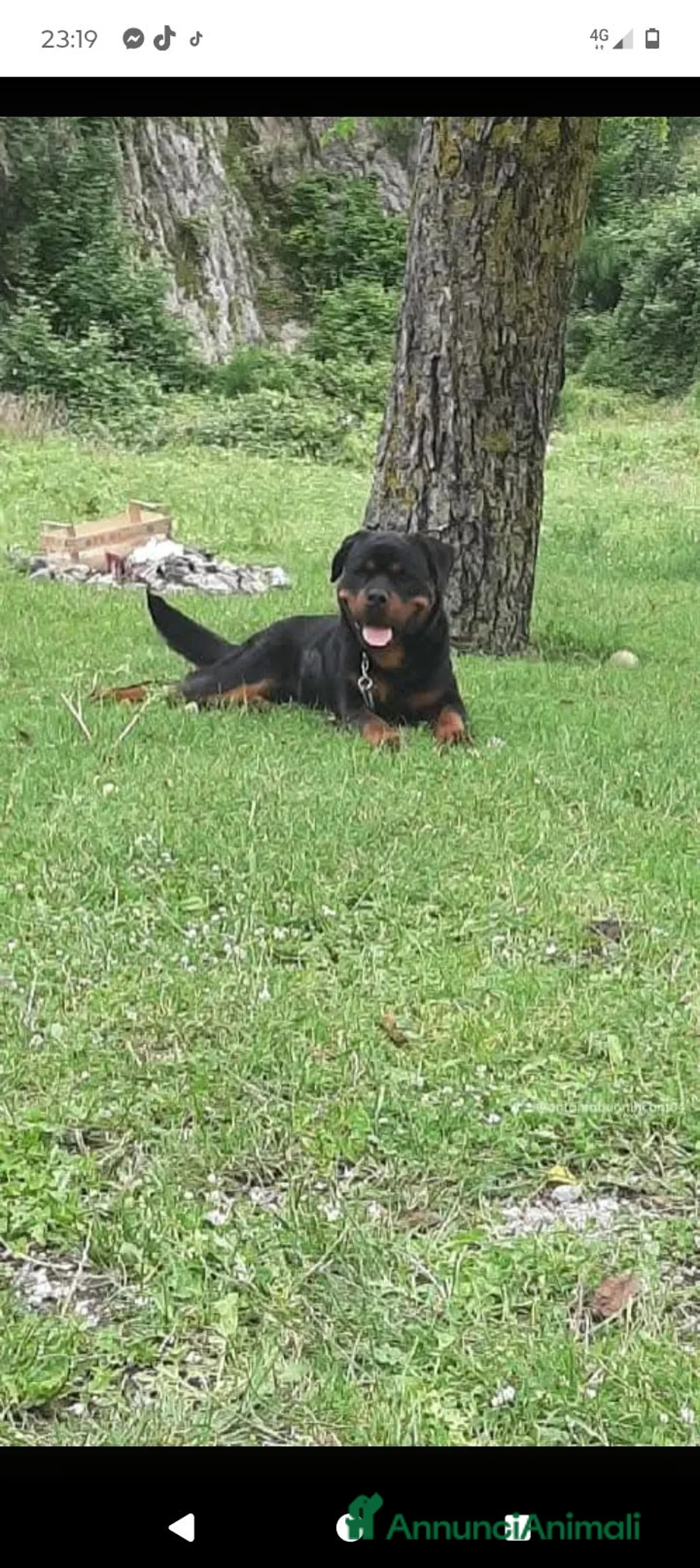 Rottweiler cani in vendita: Cucciola di Rottweiler  - Annuncio 7