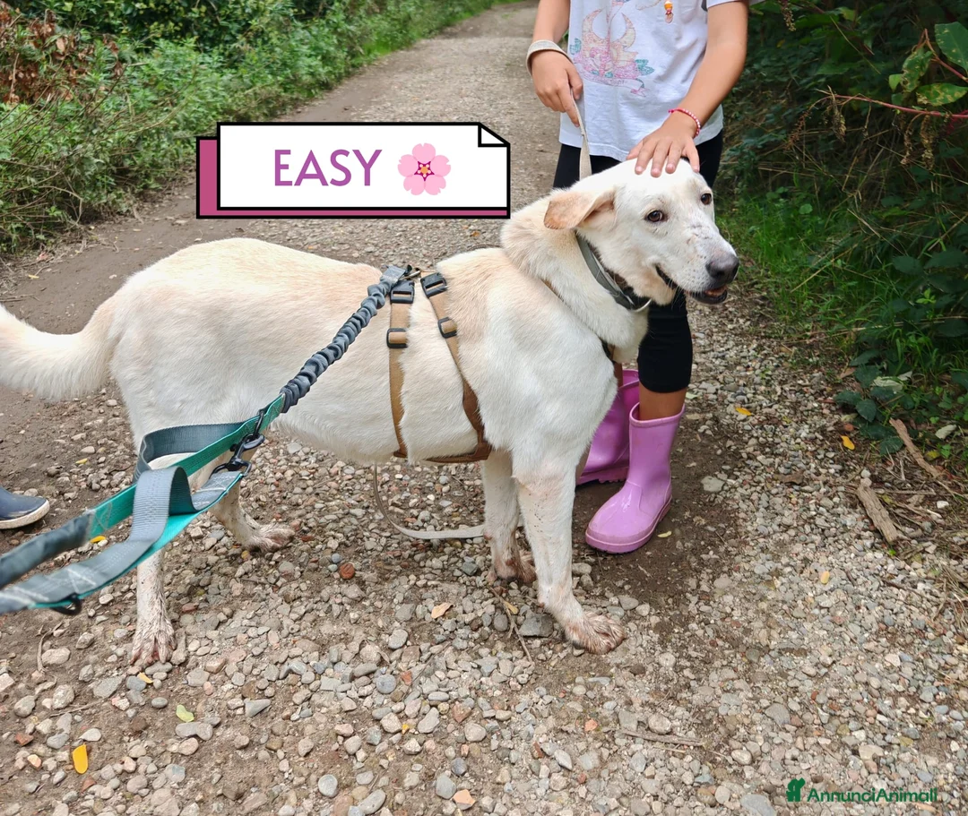 Labrador cani in regalo: Splendida Labrador - EASY a Città metropolitana di Milano - Annuncio 9