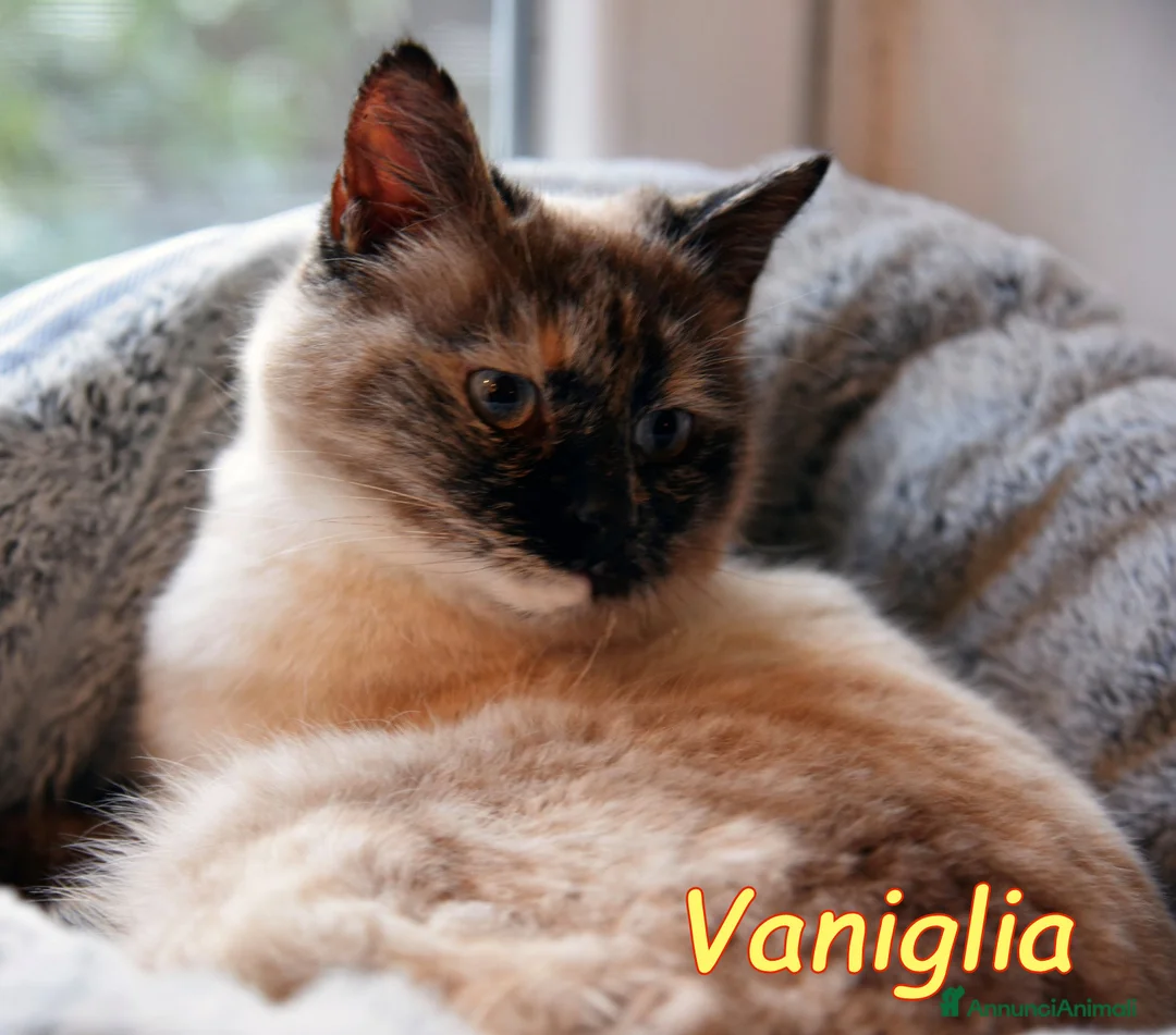 Siamese gatti in regalo: VANIGLIA BELLISSIMA SIMILSIAMESE - Annuncio 4