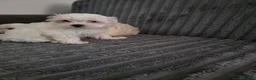 Maltese cani in vendita: Cucciola Maltese - Annuncio 5