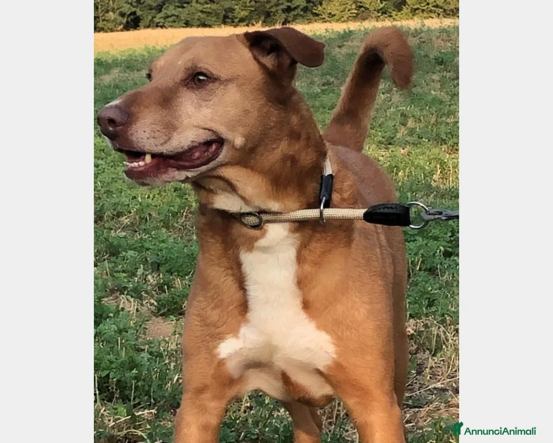 Labrador cani in regalo: Mix Labrador color miele 5anni nessuno lo nota PC a Milano - Annuncio 3