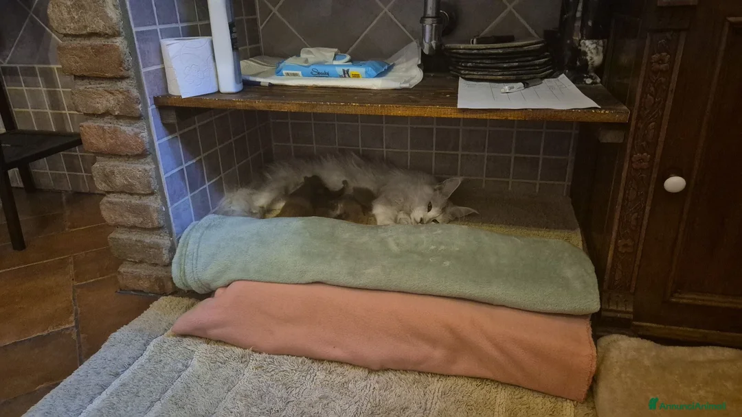 Maine Coon gatti in vendita: Maine Coon Cucciola con Pedigree - Annuncio 2