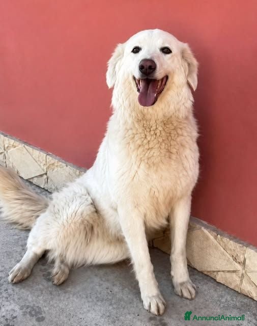 Meticcio cani Principessa - Annuncio 14