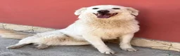 Meticcio cani in regalo: Principessa - Annuncio 1