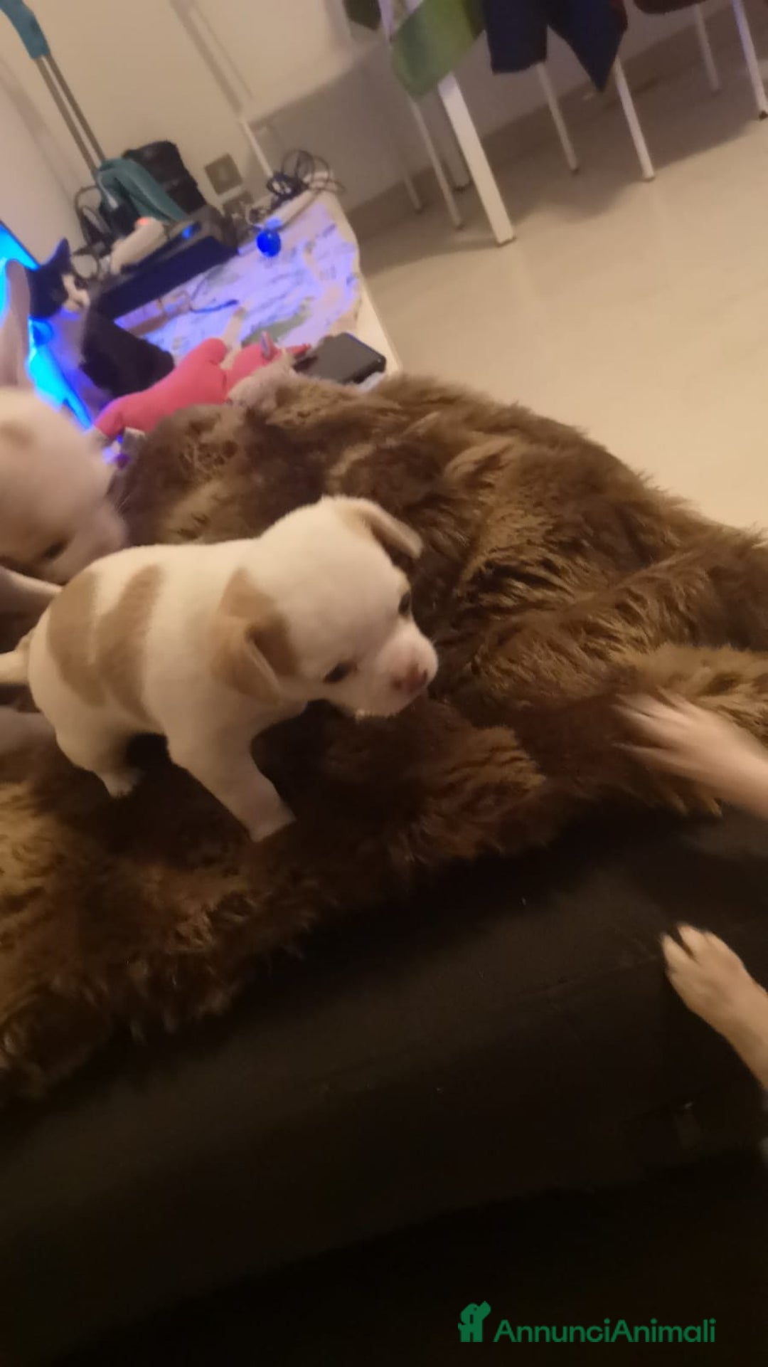 Chihuahua cani in vendita: In vendita chihuahua mini toys crescita massima  - Annuncio 4