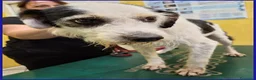 Meticcio cani in regalo: JOHNTRA SIMIL LAGOTTINO 4 ANNI SOGNA UNA FAMIGLIA  - Annuncio 10