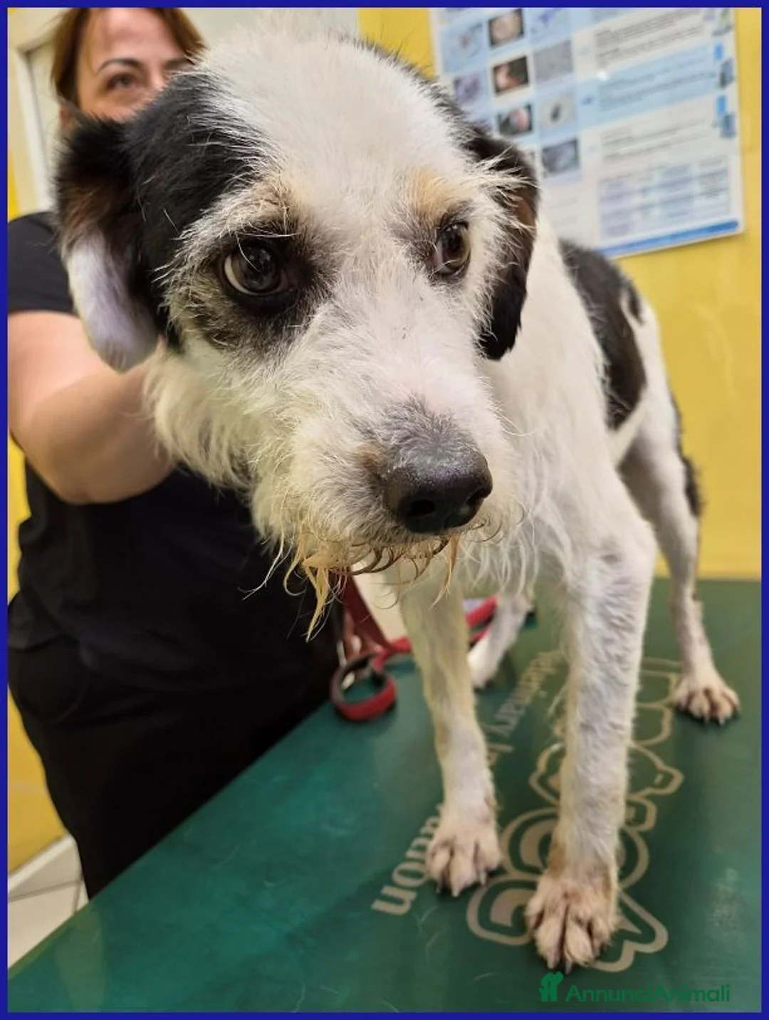 Meticcio cani in regalo: JOHNTRA SIMIL LAGOTTINO 4 ANNI SOGNA UNA FAMIGLIA  - Annuncio 10