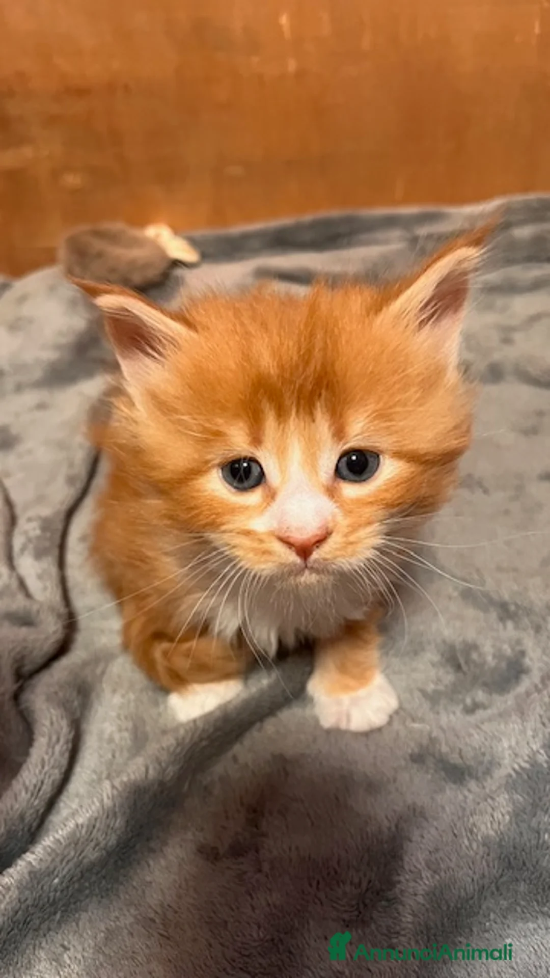 Maine Coon gatti in vendita: Cuccioli Maine Coon - Annuncio 5