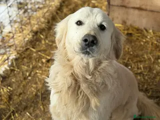 Golden Retriever cani MARLON, magnifico mix GOLDEN RETRIEVER! - Annuncio 1