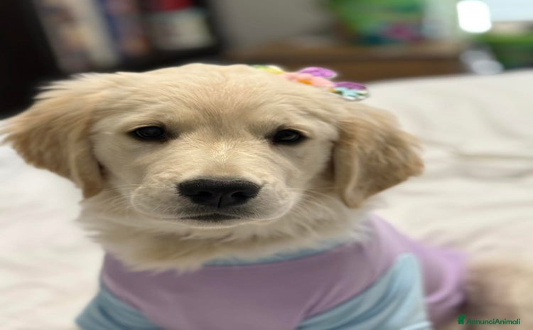 Golden Retriever cani a Città Metropolitana di Napoli - Annuncio 2
