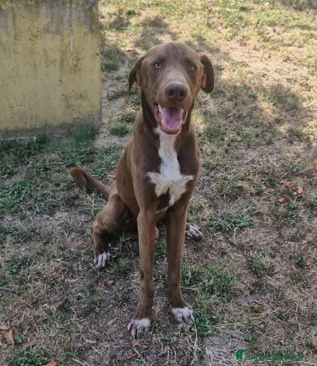 Meticcio cani in regalo: Riportato in rifugio a 9 mesi.... a Provincia di Prato - Annuncio 4
