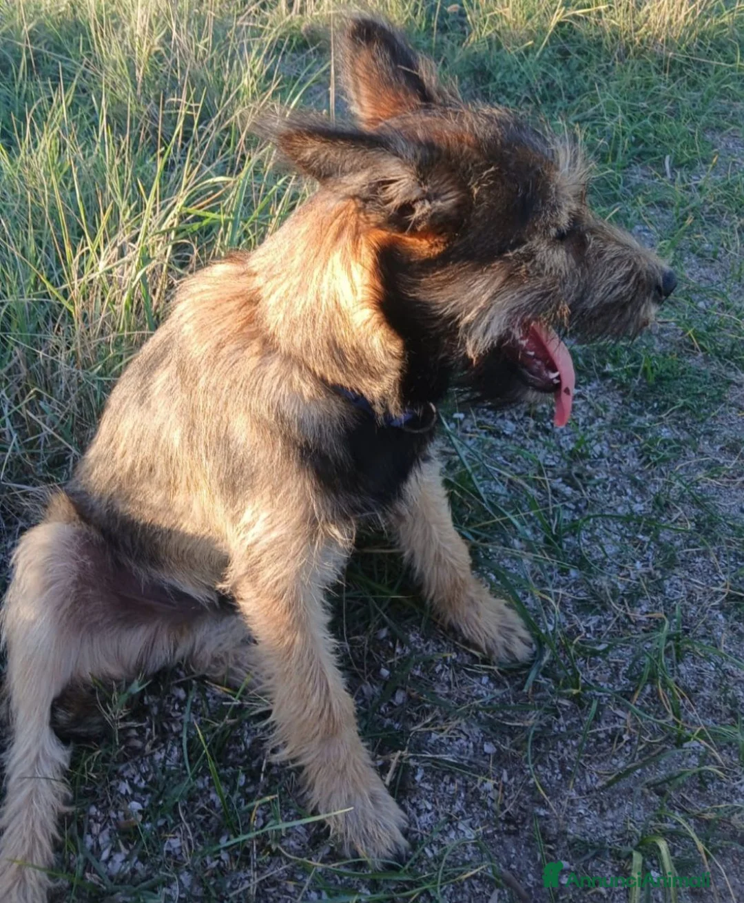 Meticcio cani in regalo: Mix spinoncino 14mesi kg12 SOS CASA GIARDINO.OLBIA - Annuncio 6