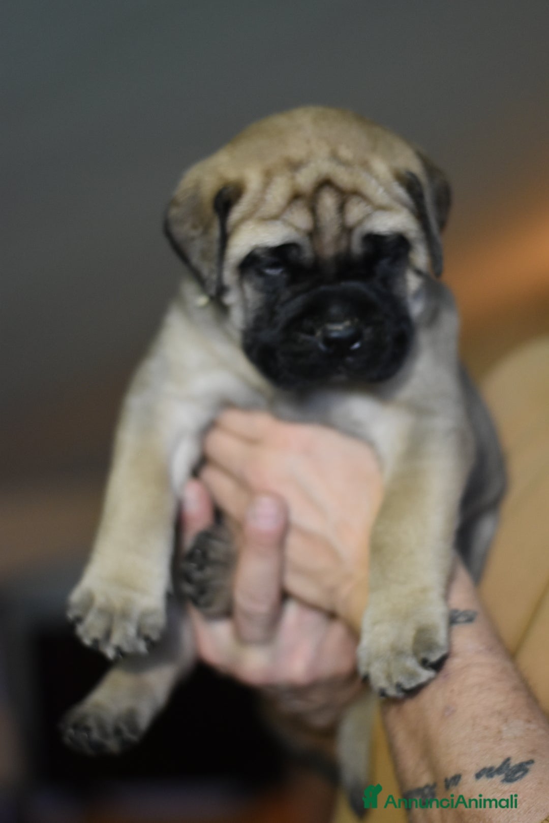 Bullmastiff cani in vendita: CUCCIOLI BULLMASTIFF - Annuncio 9