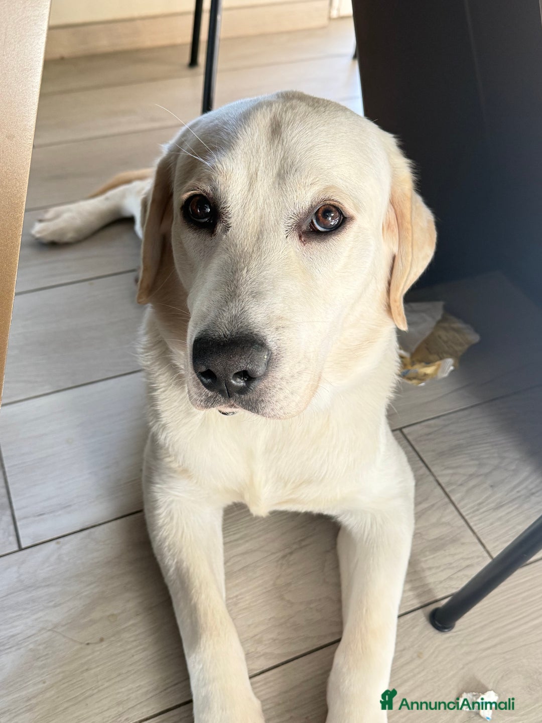 Labrador cani in vendita: Labrador reteiver - Annuncio 4