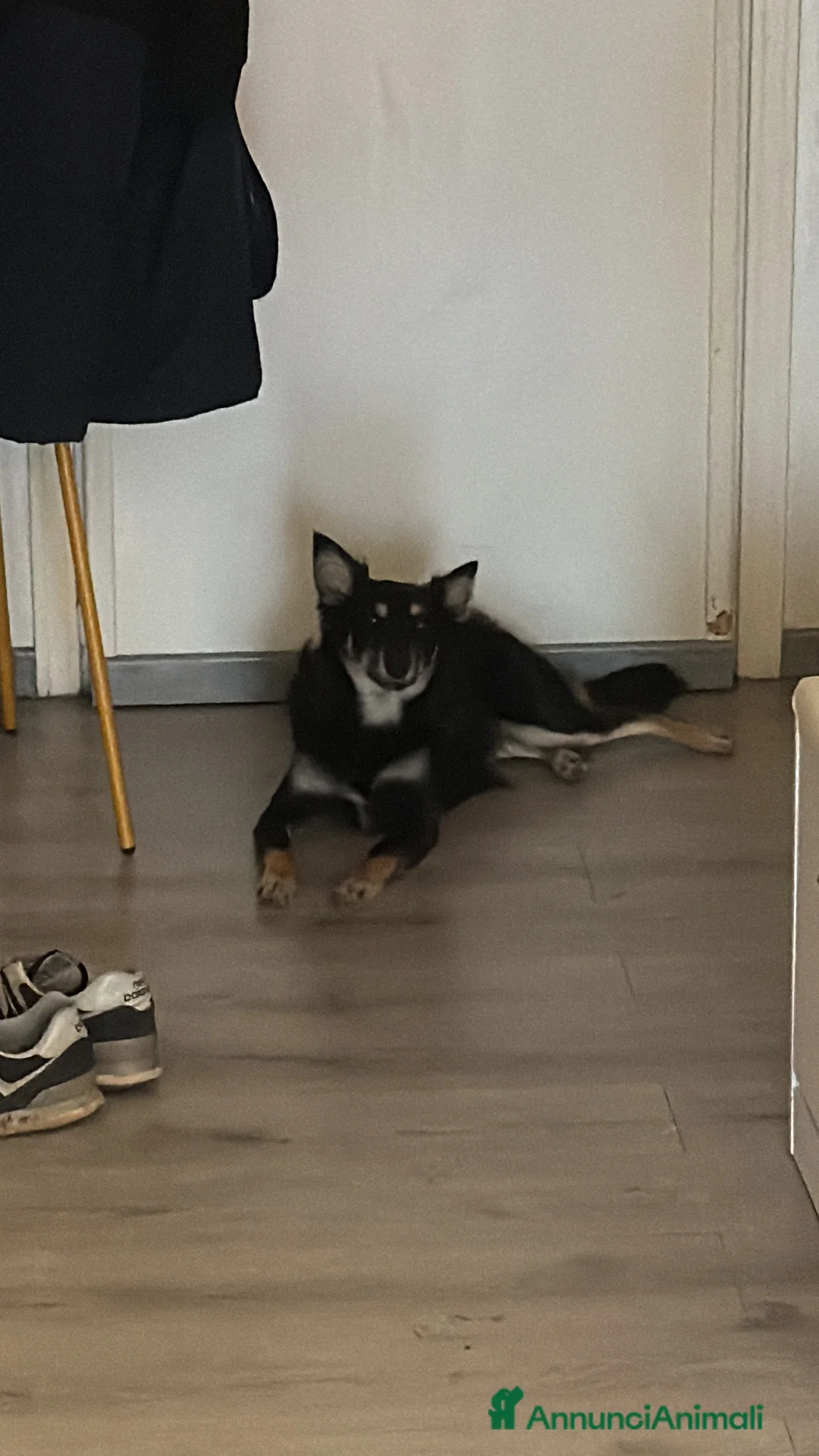 Meticcio cani in regalo: Cucciola di 9 mesi in regalo - Annuncio 1