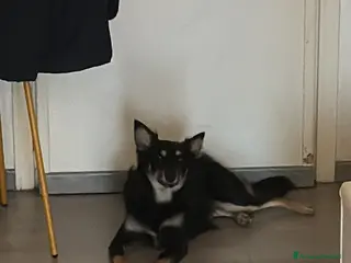 Meticcio cani Cucciola di 9 mesi in regalo - Annuncio 27