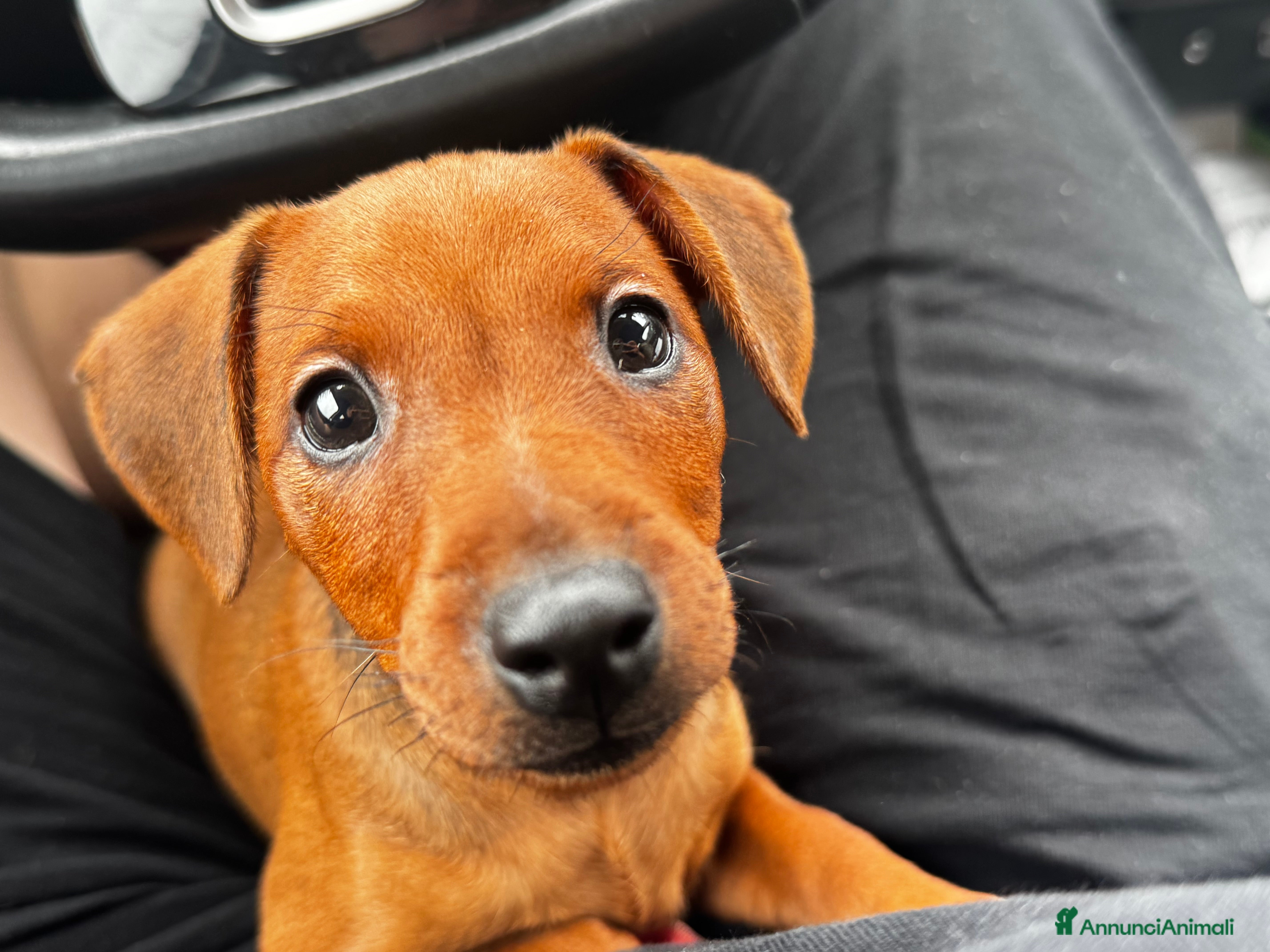 Pinscher Miniatura cani Pinscher nano a Provincia di Pavia - Annuncio 2