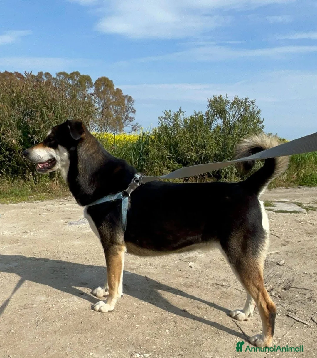 Meticcio cani in regalo: Tiana - Annuncio 7