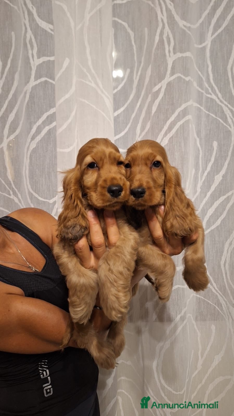 Cocker cani Cuccioli di Cocker Spaniel  - Annuncio 1