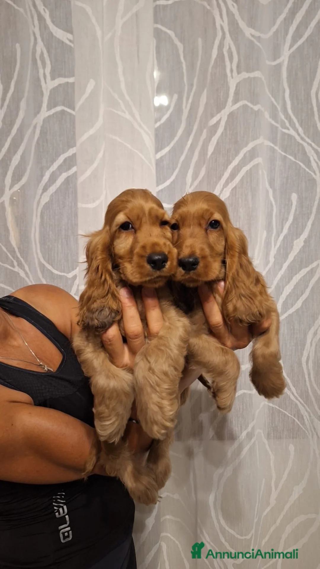Cocker cani in vendita: Cuccioli di Cocker Spaniel  - Annuncio 1