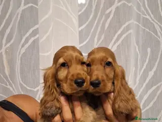 Cocker cani Cuccioli di Cocker Spaniel - Annuncio 2