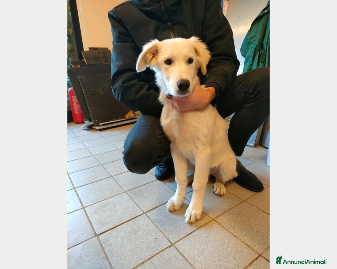 Pastore Maremmano cani in regalo: Splendide maremmanine! a Roma - Annuncio 3