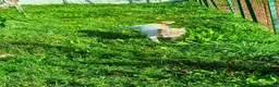 Jack Russell cani in regalo: Jack Russell  - Annuncio 3