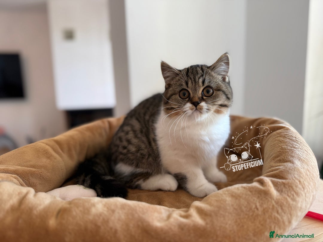 Scottish gatti in vendita: Stupeficium Amos - Scottish Straight - Annuncio 36