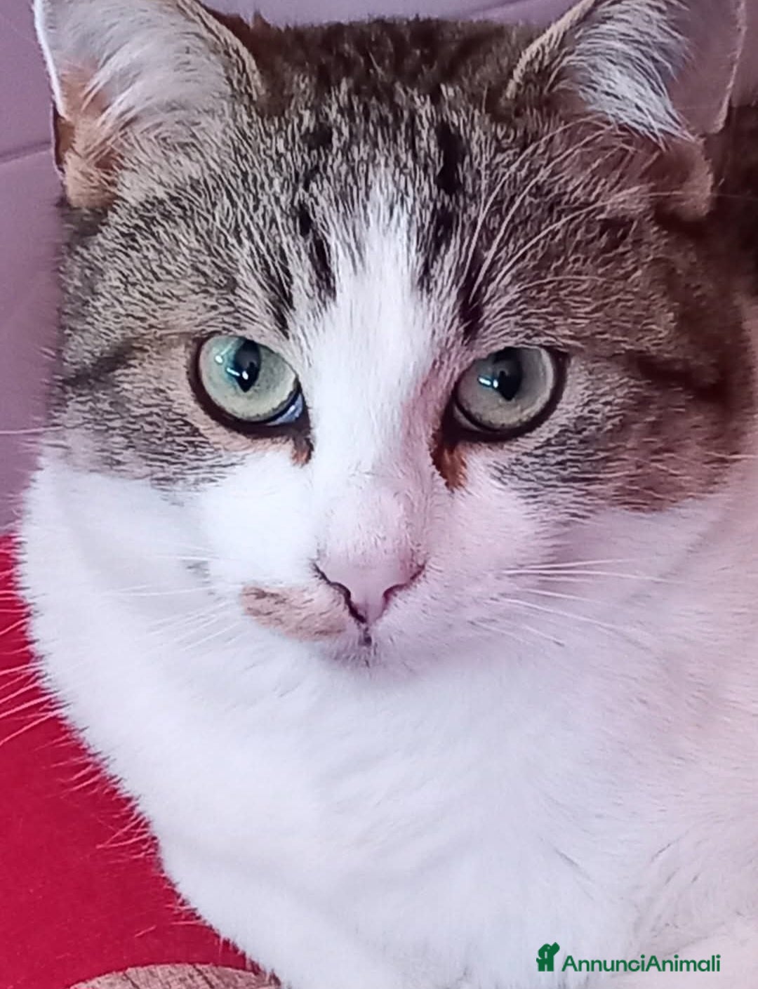 Altre razze gatti in regalo: Regalo bellissimi gatti  - Annuncio 3